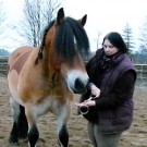 Dem Pferd das Gebiss zeigen