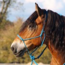 Freestyle Horse Convention