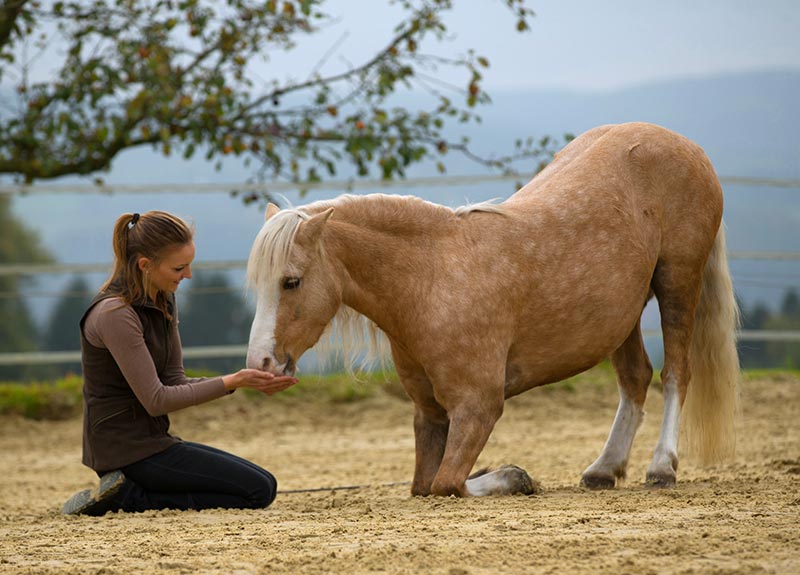 Zirkuslektionen sind für das Pferd