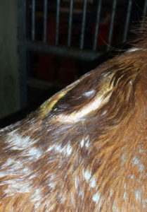 Nach der Behandlung des Tierarztes und Eröffnung