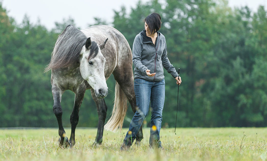 Choice and Control in horse training