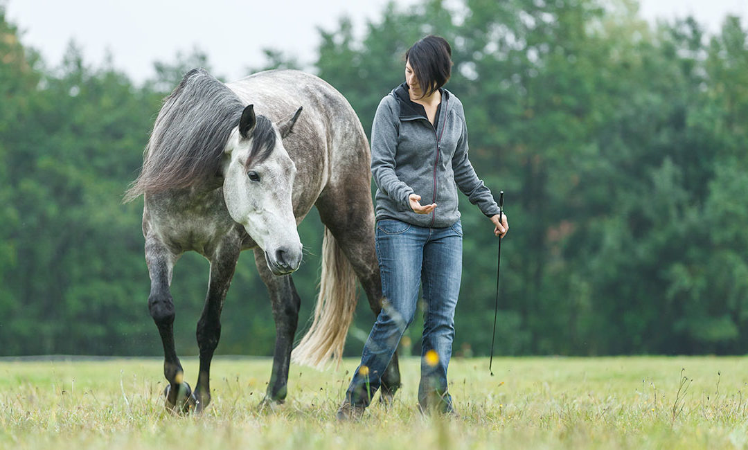 Choice and control in horse training