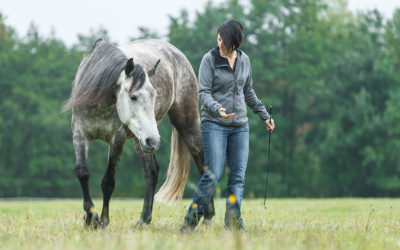 Choice and control in horse training