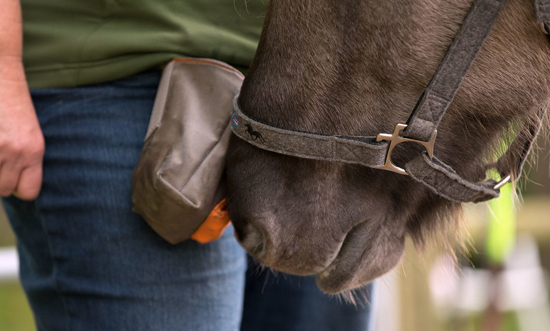 Benimmt das Pferd sich "unhöflich", liegt das oft nicht nur am Training, sondern auch an unerfüllten Grundbedürfnissen