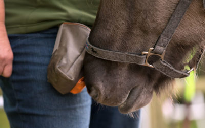 Unerfüllte Grundbedürfnisse als Ursache für Stress im Training