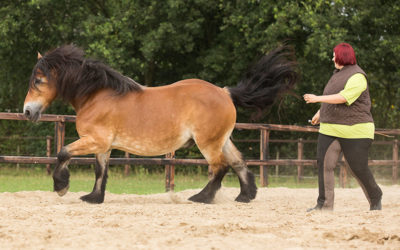 Dominanz und Rangordnung im Pferdetraining