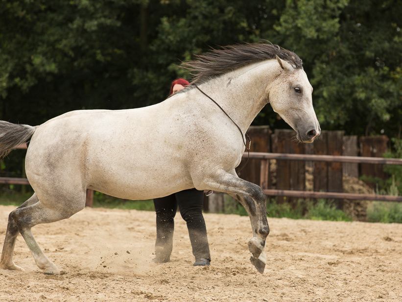 Angelegte Ohren im Pferdetraining