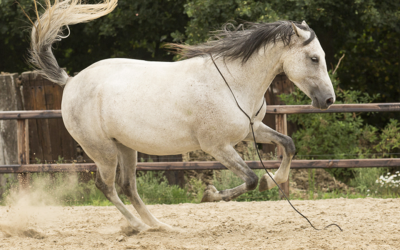 Angelegte Ohren im Pferdetraining