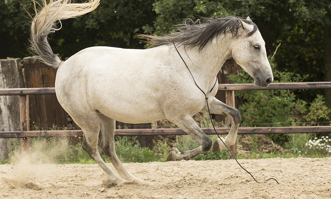 Angelegte Ohren im Pferdetraining