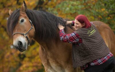 Deutsche Zusammenfassung des ISES-Positionspapier zu Dominanz und Führung im Pferdetraining
