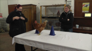 Clickertraining mit Hühnern auf Hof Steigerwald