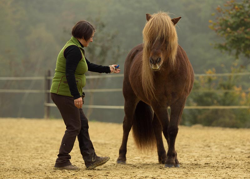 Clickertraining