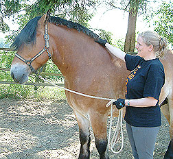 Pferd Kopf Senken