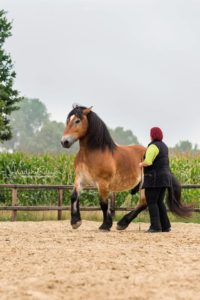 Ehrlich motiviert - Die Arbeit mit dem Pferd ist vor allem Arbeit an sich selbst. (Foto: Nadine Golomb)