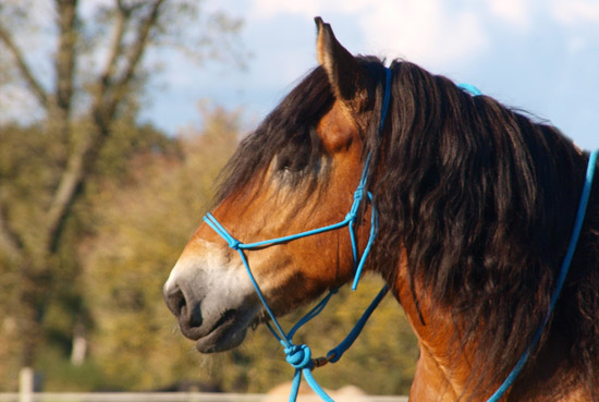 Freestyle Horse Convention