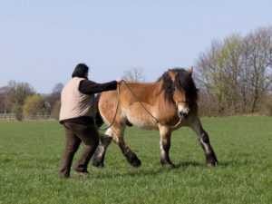 Es gibt immer eine Alternative im Sinne des Pferdes